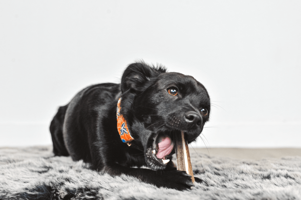 TOBY - Bois de cerf tranché à mâcher pour chien